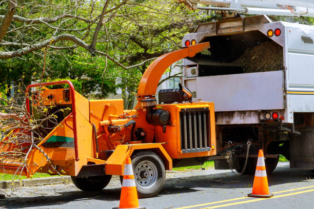 Bagley, MN Tree Care  Company